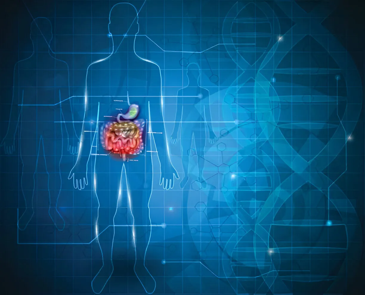 Digital illustration of human digestive system showing how oral trizepatide drops affect gut and metabolic function for weight loss.